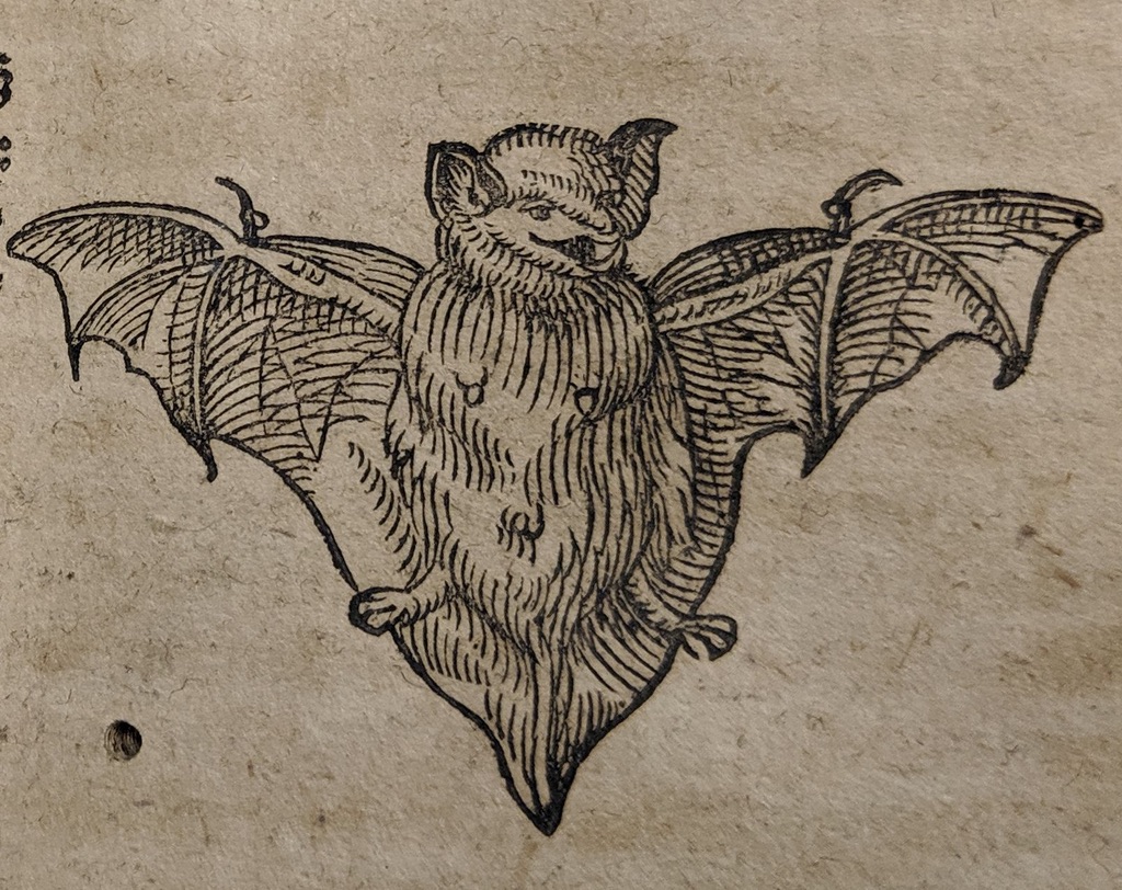 Woodcut of a bat