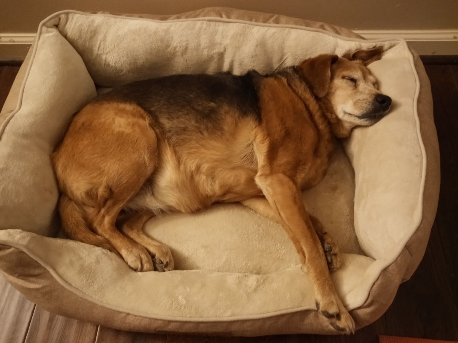 a brown dog lounging in a white dog bed