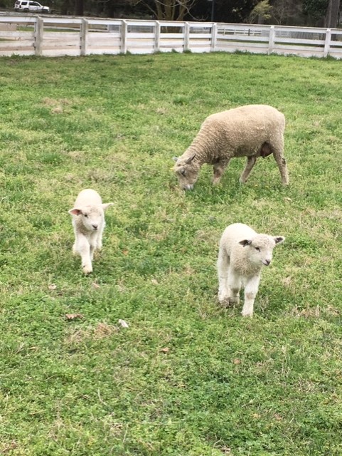two baby lambs and a mama lamb in a green field in CW