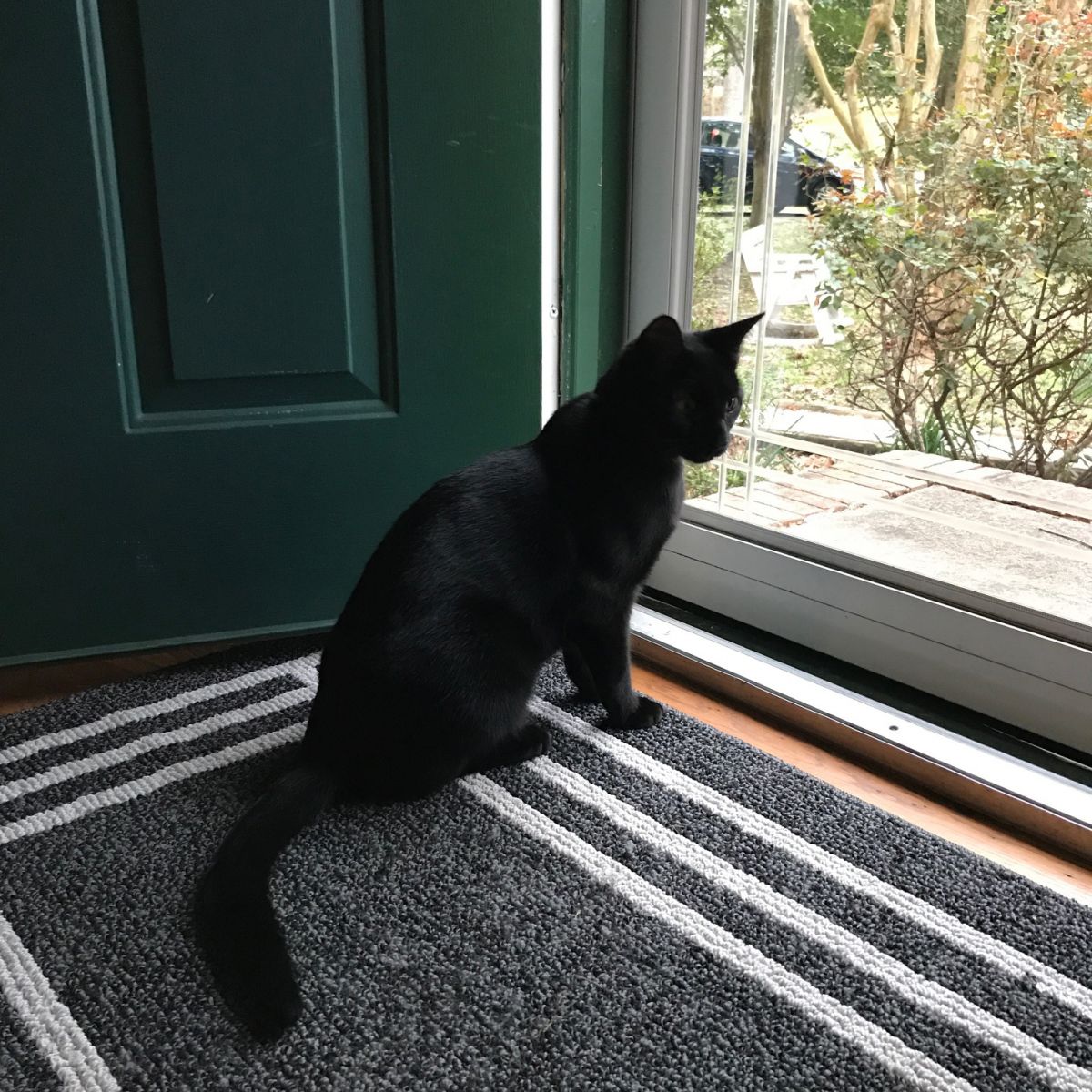 Black cat in an open doorway 