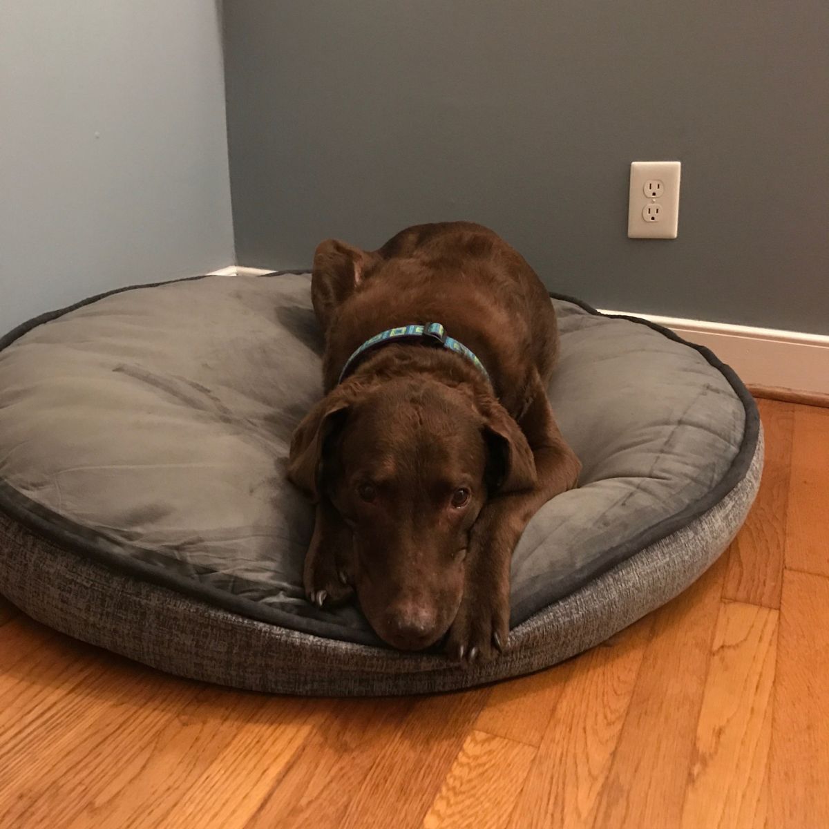 brown dog on grey dog bed