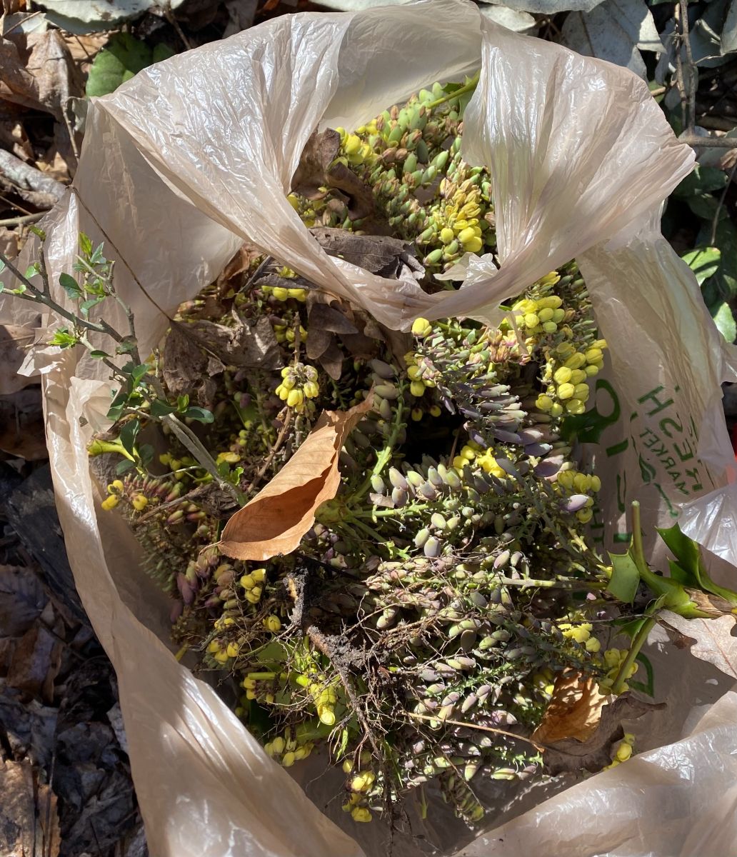 Mahonia branches and berries in plastic bag
