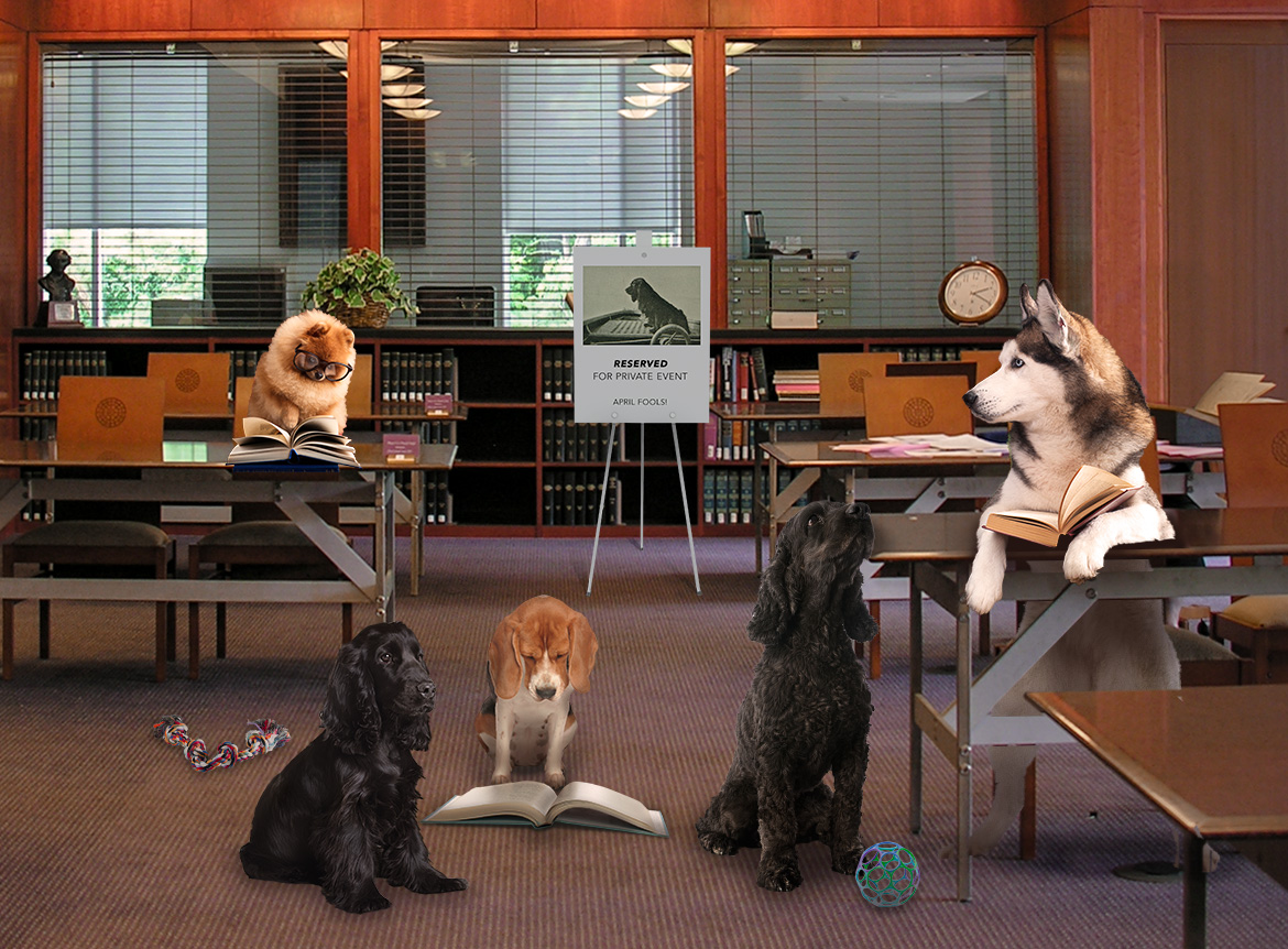 Composited image of several dogs reading books in a library