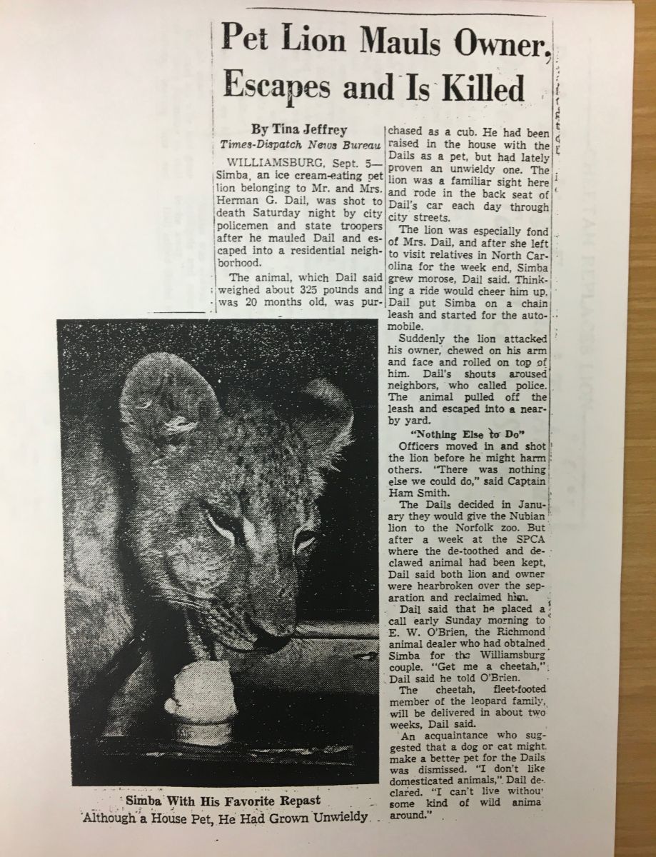 Black-and-white photocopy of a newspaper article titled “Pet Lion Mauls Owner, Escapes and Is Killed”. The article includes a byline by Tina Jeffrey and a photograph of a lion licking an ice cream cone. 