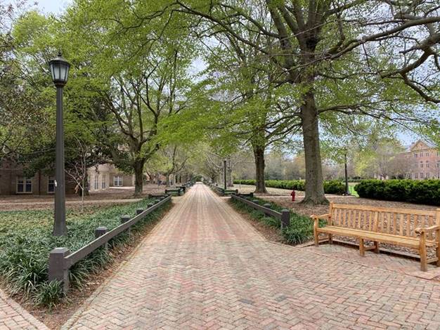 an empty walkway on W&M campus under tree covers