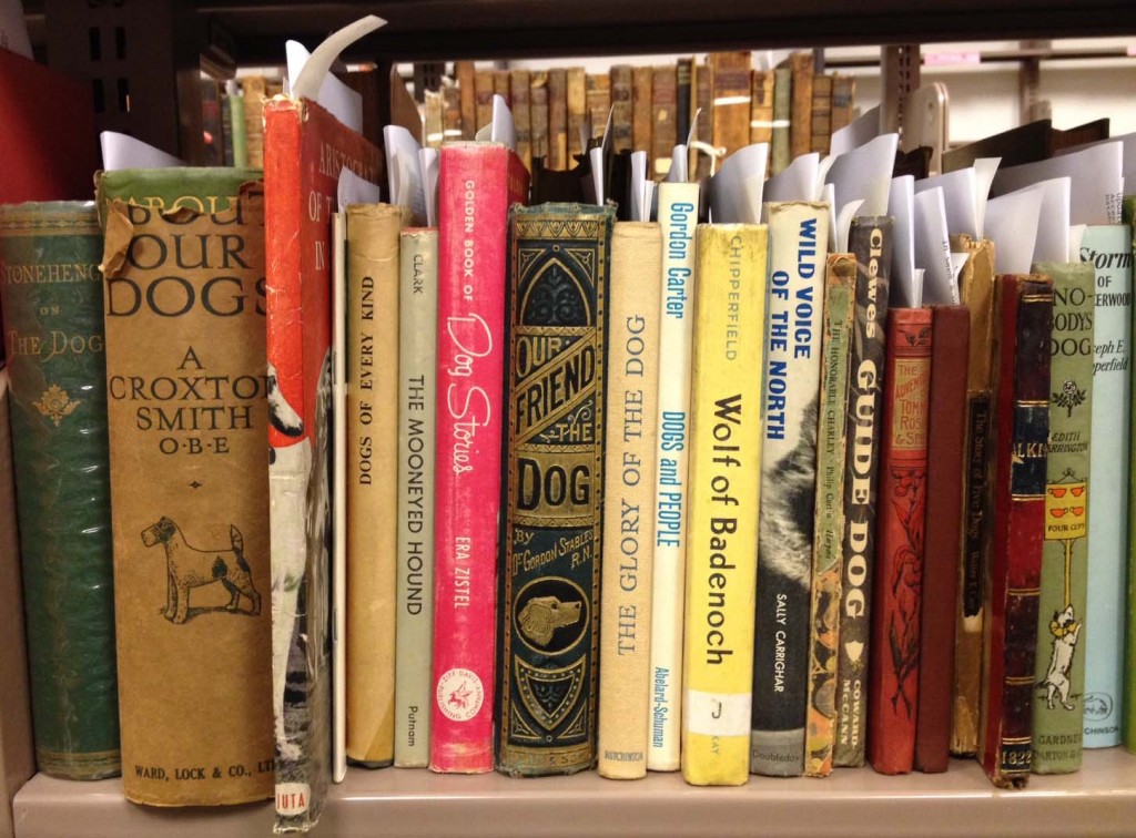 Shelf of uncataloged Chapin-Horowitz Collection books