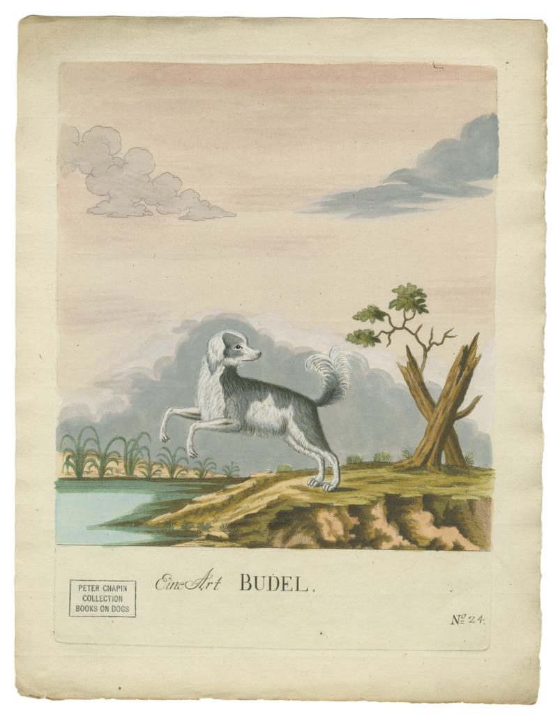 "Poodle" in Vier und zwanzig Abbildungen verschiedener Hunde by Magnus Brasch. Nürnberg, in der Raspischen Buchhandlung, 1789. Rare Book N7660 .B7 Chapin-Horowitz