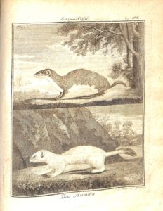 Copperplate engraving of a weasel and an ermine by Johanna Dorothea Phillip. Ferdinand Seidel Naturhistorisches Kupferwerk… Rare Book - Chapin-Horowitz QH45. B84 S45 1805. Plate108