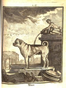 Copperplate engraving of a pug, one of the 20 dog engravings found in the volume. Ferdinand Seidel Naturhistorisches Kupferwerk… Rare Book - Chapin-Horowitz QH45. B84 S45 1805. Plate 67