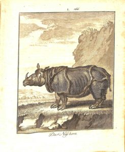 Copperplate engraving of an Indian rhinoceros, based on the 1749 painting Clara le Rhinoceros by Jean-Baptiste Oudry (1686-1755). Ferdinand Seidel Naturhistorisches Kupferwerk… Rare Book - Chapin-Horowitz QH45. B84 S45 1805. Plate 166 
