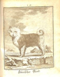 Copperplate engraving of a Siberian Husky, another one of 20 dog engravings found in the volume. Ferdinand Seidel Naturhistorisches Kupferwerk… Rare Book - Chapin-Horowitz QH45. B84 S45 1805. Plate 53