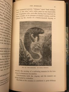 Fig. 17--The Manatee. Its Usual Position. Lee, "Sea Fables Explained," 45.