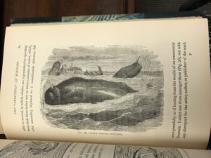 Fig. 26--Sperm Whales Spouting. Lee, "Sea Fables Explained," 65.