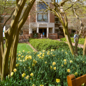 Swem Library in the background with blooming daffodils in front