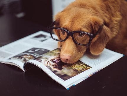 dog resting face on open book