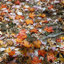 Colorful fall leaves on the ground