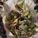 Bag of mahonia branches and berries