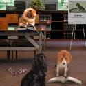 Composited image of several dogs reading books in a library