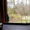 the view from Katherine's home office - looking through a window to a green lawn