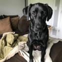 Photo of a black lab, sitting on a couch looking expectantly at the camera.